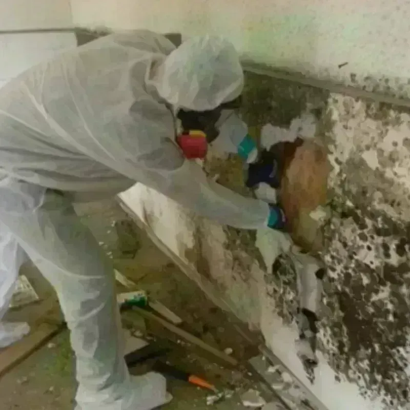 Mold Remediation and Removal in Ina, IL